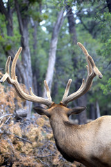 caribou dans la forêt du Grand Canyon