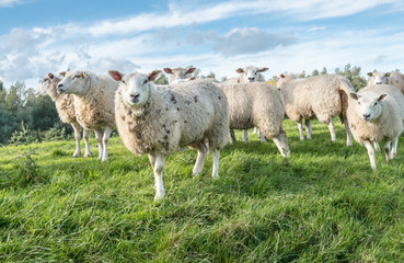 Fototapeta premium Closeup of curously looking sheep