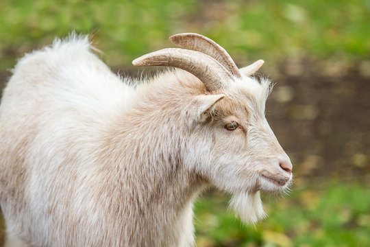 a goat outside