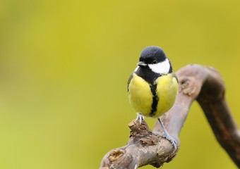Great tit.