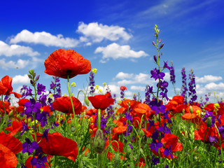 Fototapety  Letnie kwiaty i chmury