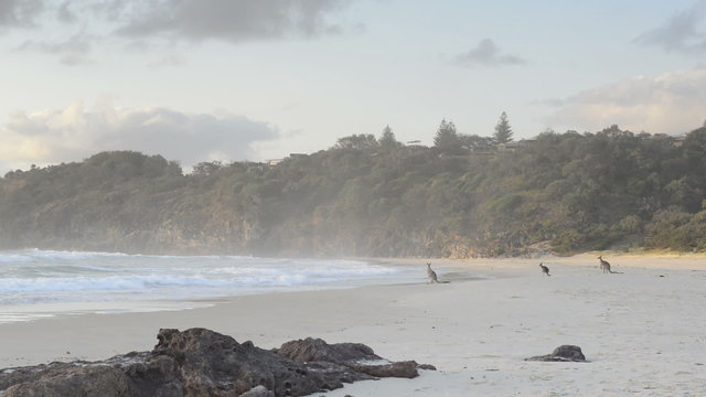 Kangaroos On Beach
