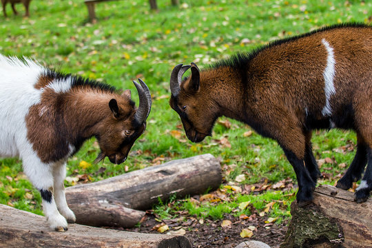 Goat Fight