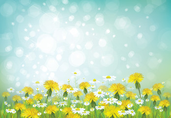 Fototapeta na wymiar Vector spring background with chamomiles and dandelions.
