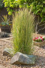 Ornamental grass in a gravel bed and rockery