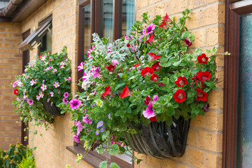 Summer bedding flowers in a wall mounted basket.