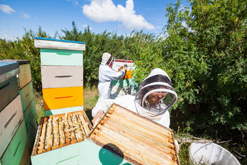 Beekeepers Working In Apiary
