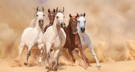 Horses in sand dust - 58821383