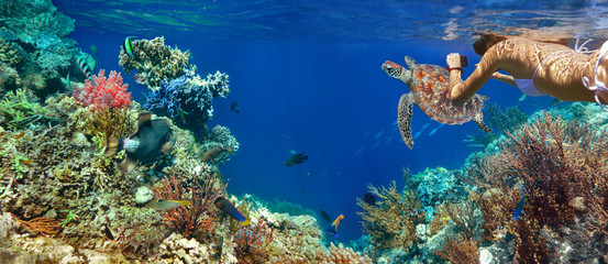 Underwater panorama in a coral reef with colorful sealife