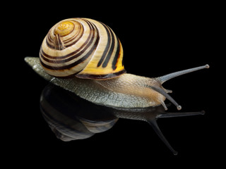 Garden snail © deisin