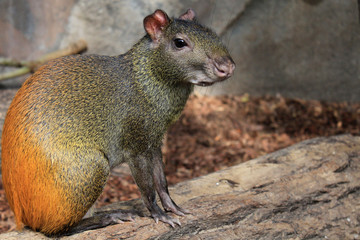 Golden rabbit. Aguti