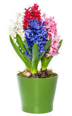 pink, white, blue hyacinth flower in pot on white