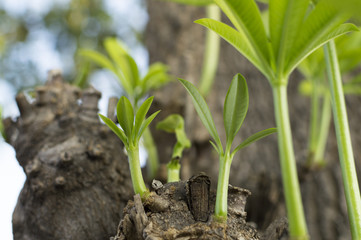 new sprout growing from a big tree