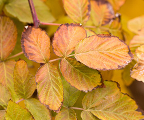 raspberry leaves as autumn background