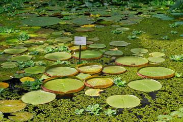 Green round leaves with water lilies on lake