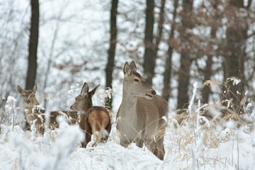 Roe deer with his offspring in winter scenery