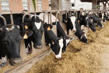 Dairy cows eating hay in a cowshed