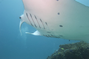 Manta close up portrait underwater