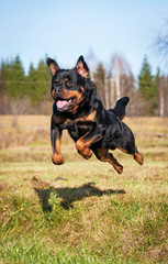 Rottweiler dog jumping over the ditch