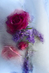 Background of rosa flower frozen in ice