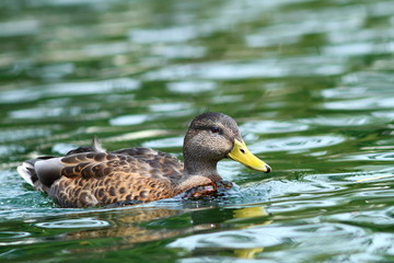 anas platyrhynchos on water surface