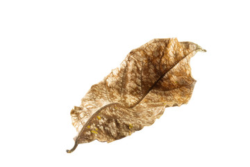 Fototapeta premium Dry leaf bend
