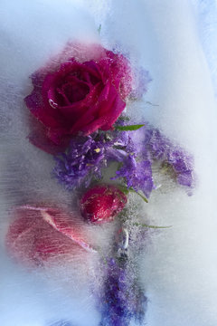 Fototapeta Background of rosa flower frozen in ice