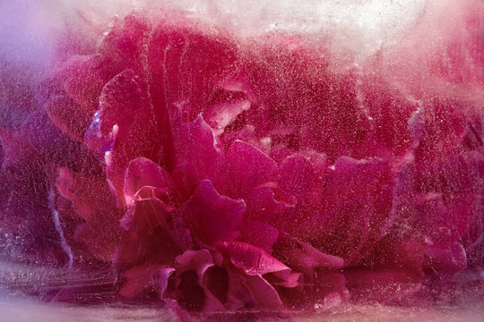 Frozen   pink peony flower