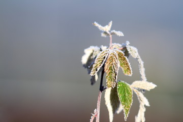 rime on raspberry leafs