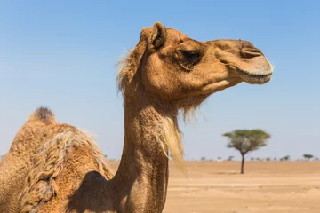 Keuken foto achterwand Kameel Woestijnlandschap met kameel