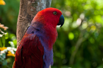 Beautiful portrait of red parrot