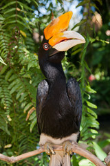 Hornbill bird on branch