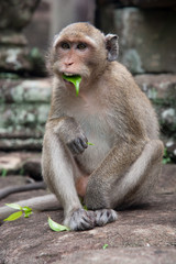 Monkey with leaf in her mouth