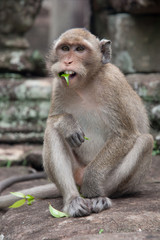 Monkey with leaf in mouth