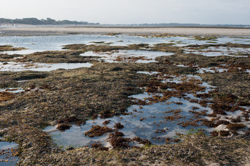 Ocean and beach with green seagrass at sunlight