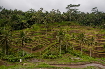 Fototapeta na wymiar Rice terraces view