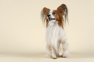Hunde-Papillon-10557