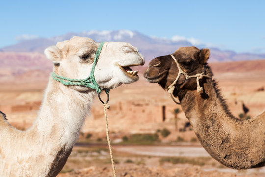 zwei Dromedare im Atlasgebirge in Marokko