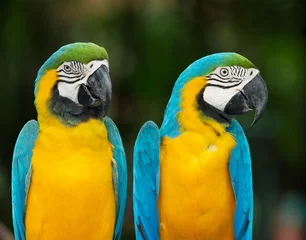 Wandcirkels aluminium parrots © Pakhnyushchyy