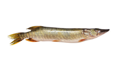 pike on a white background