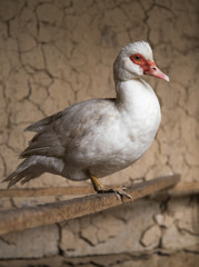 white goose