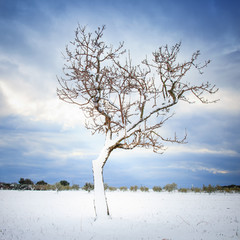 Lonely tree covered by snow in winter. Tuscany, Italy