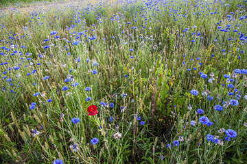 Campo di fiordalisi con papavero