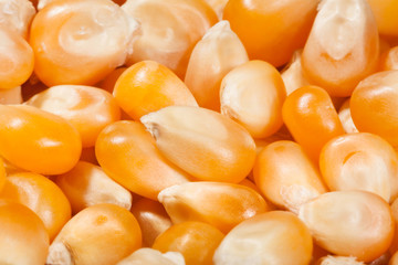 corn dry kernels