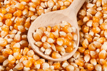corn dry kernels