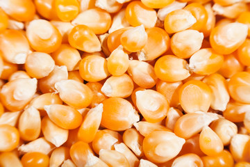 corn dry kernels