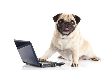 pug dog computer isolated on white background