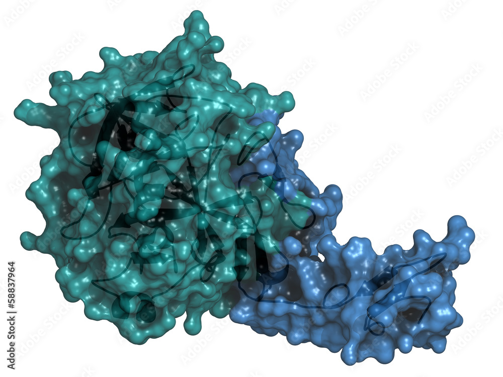 Poster human activated protein c (apc, drotrecogin alfa)