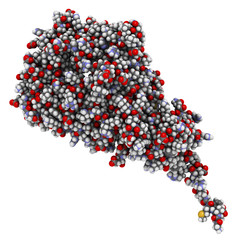 AMP-activated protein kinase (AMPK) fragment with AMP bound.