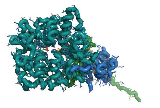 AMP-activated protein kinase (AMPK) fragment with AMP bound.